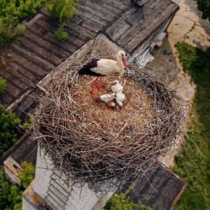 Webkamery čapí hnízda online