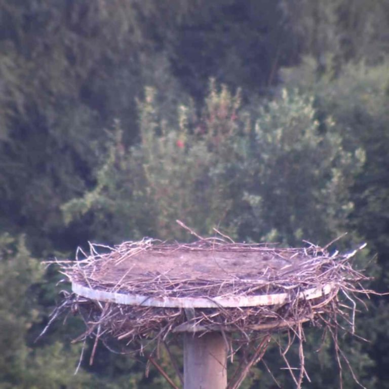 Kamera Jaroměř čapí hnízdo